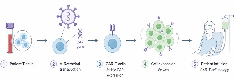 Figure 3. Workflow of γ-retroviral vectors in CAR-T cell manufacturing.