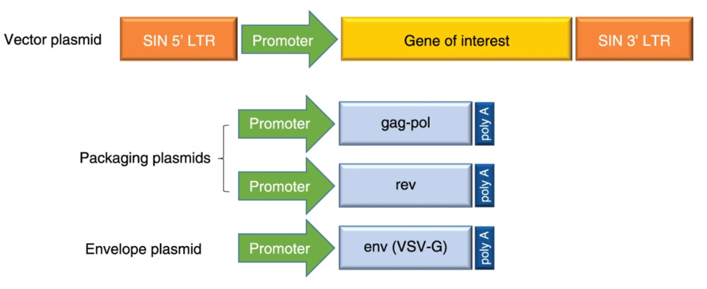Figure 1. Third-generation lentiviral vector design