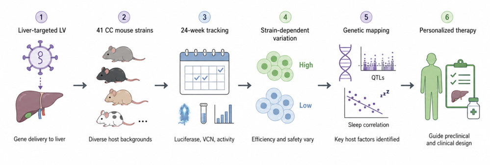 Figure 2. Host genetics in lentiviral transduction targeted to the liver.