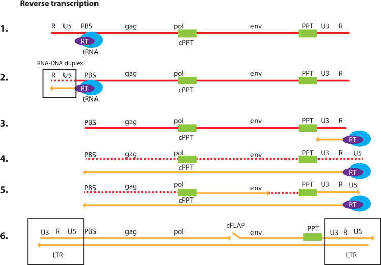 Figure 1: Reverse transcription of an HIV-derived lentiviral genome from single-stranded RNA to double-stranded DNA (OA Literature)