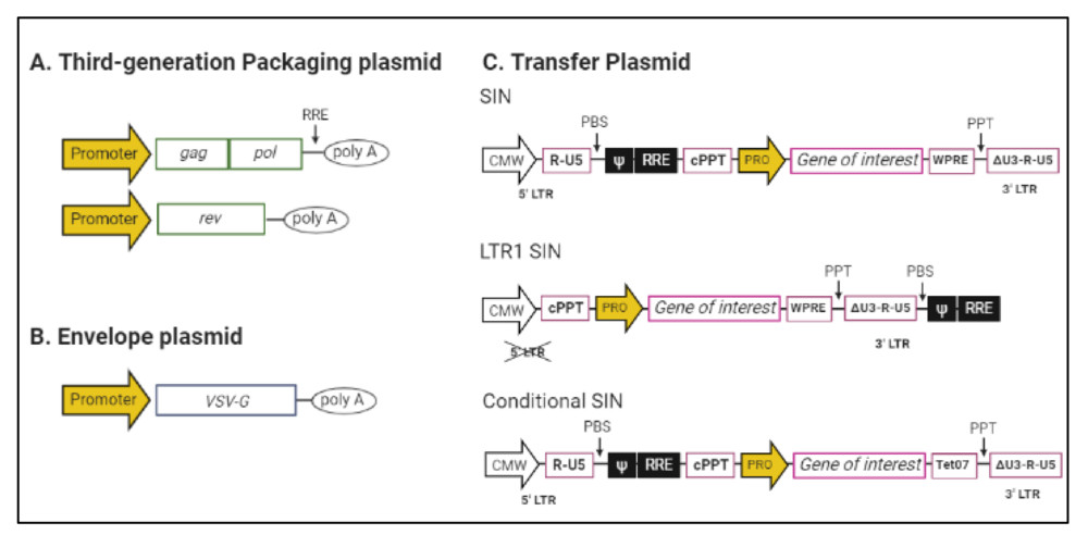 Figure 2. Plasmid design map for lentiviral vector (LV) packaging.