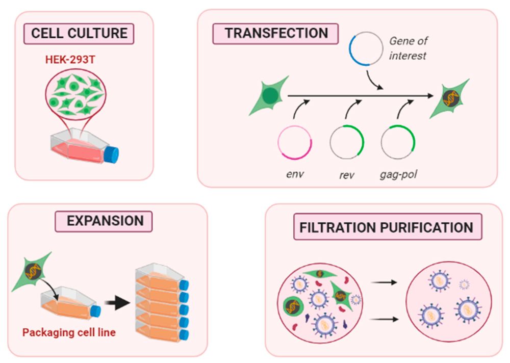 Figure 3. Workflow of lentiviral vector (LV) production in packaging cells.