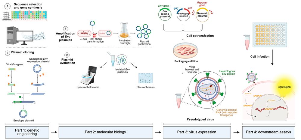Figure 1. Standard workflow for pseudotyped virus production via three‑plasmid co‑transfection.