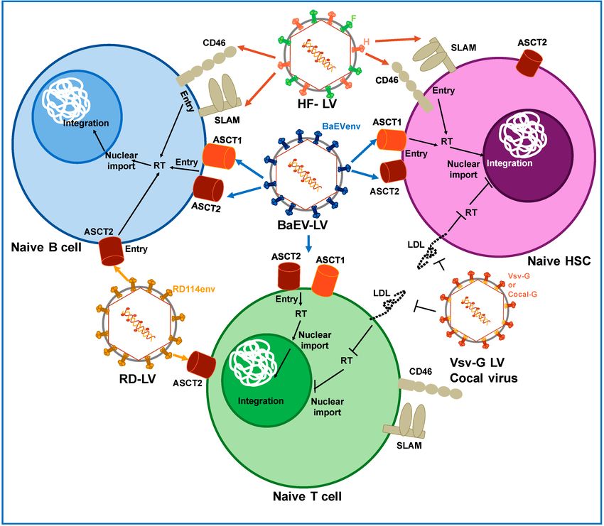 Figure 2: Pseudotyping Strategies for Lentiviral Vectors Using Alternative Viral Envelopes. The vectors were pseudotyped with glycoproteins derived from measles virus (HF), baboon endogenous retrovirus (BaEV), and RD114 feline endogenous retrovirus (RD).