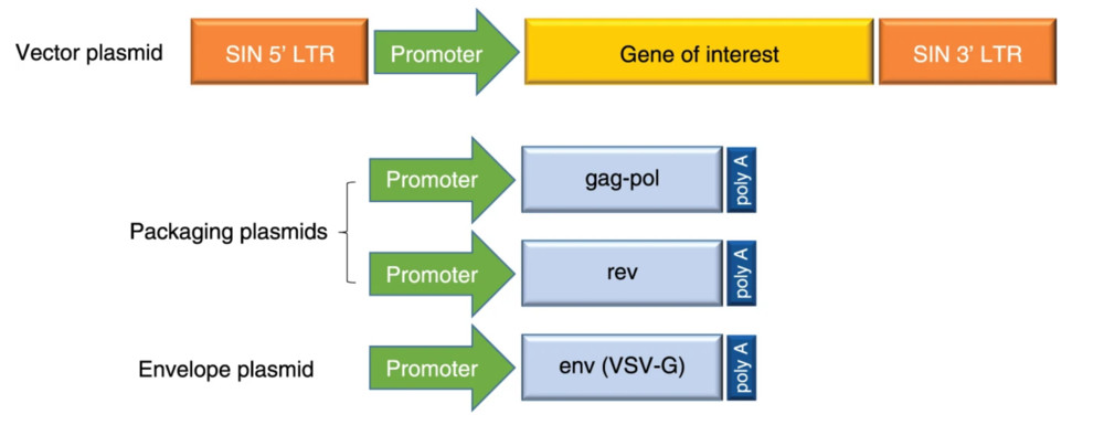Figure 2: Structural and genetic architecture of the third-generation lentiviral vector system.