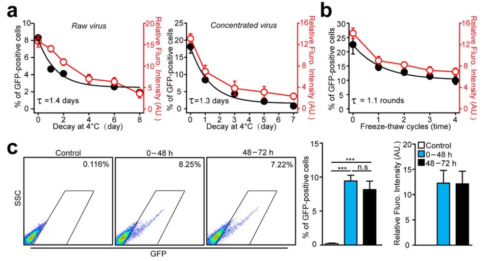 Figure 1. Optimization of lentiviral concentration and storage conditions.