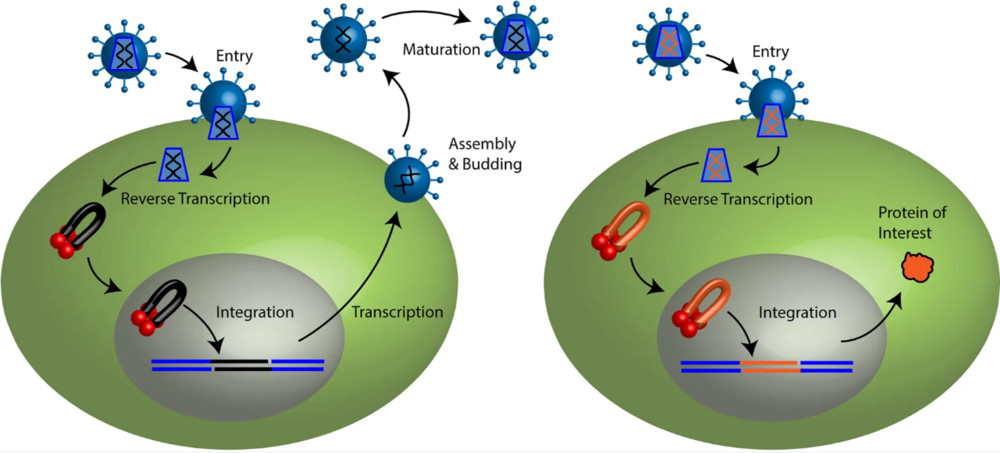 Figure 1 . Retroviral life cycle and transduction of retroviral vector particles.