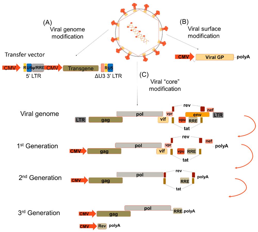 Figure 1. Pseudotyping strategies for retroviral and hybrid vectors.