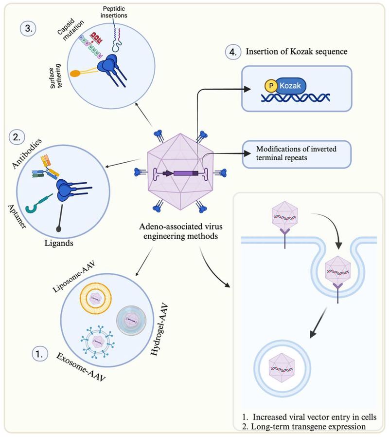 Figure 1. Schematic representation of different capsid engineering strategies aimed at enhancing the functionality of adeno-associated virus (AAV) for gene therapy.