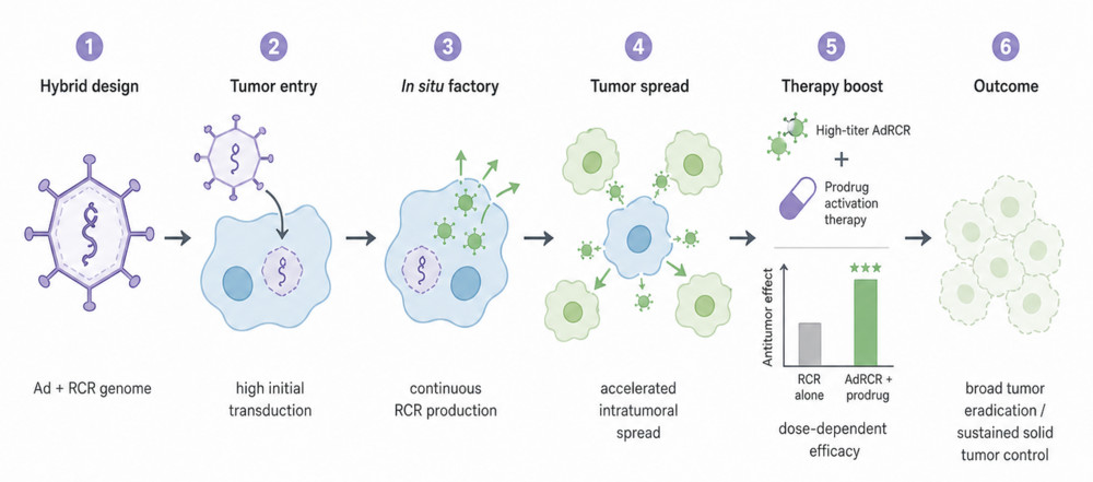Figure 2. AdRCR hybrid vector designed for gene therapy targeting solid tumors.