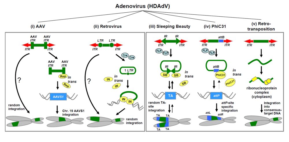 Figure 1. Schematic of integrating hybrid vector systems based on helper-dependent adenoviral vectors (HDAdV) as delivery vehicles (i–v).