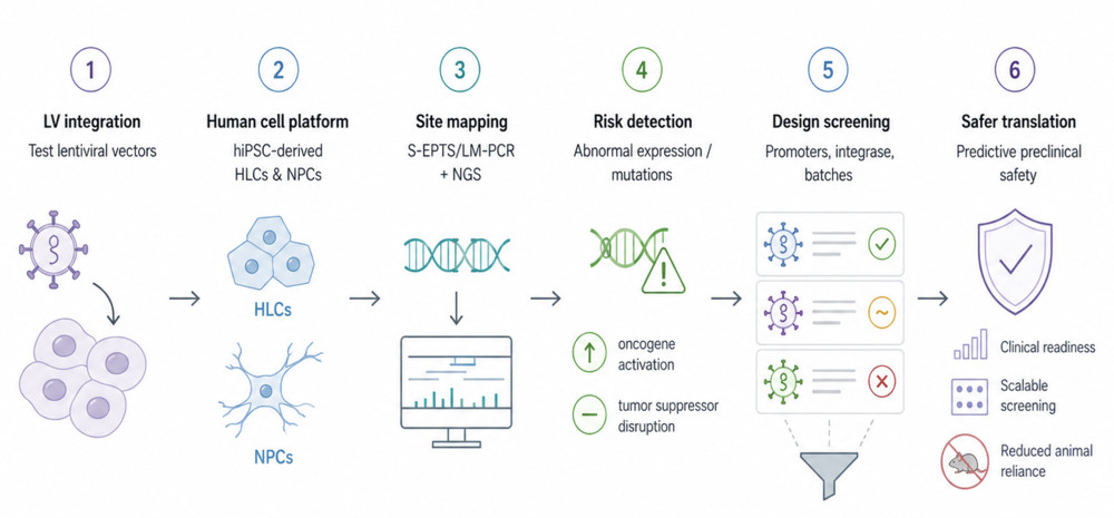 Figure 2. The hInGeTox platform for lentiviral vector genotoxicity screening.