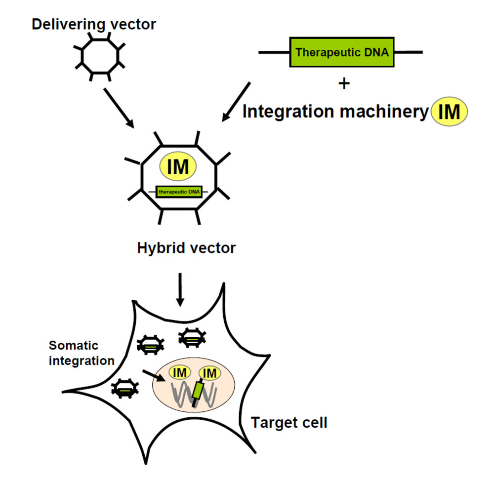 Figure 1. Working principle of integrating viral hybrid vectors.