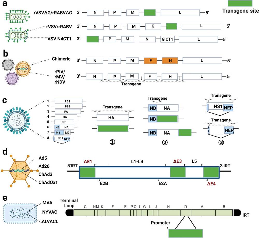 Figure 1. Design strategies for viral vaccine platforms based on VSV, RABV, PIV, MeV, NDV, IFV, AdV, and poxvirus.