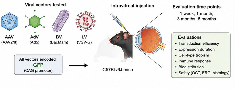 Figure 2. Head-to-head comparison of viral vectors for ocular gene therapy.
