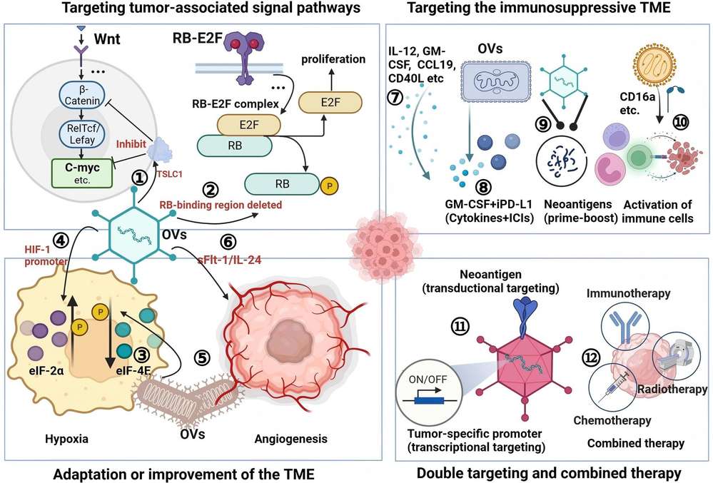Figure 1. Mechanisms of tumor targeting and oncolysis by oncolytic viruses (OVs).