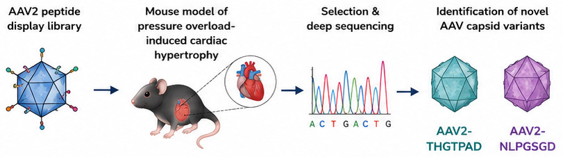 Figure 2. Engineering AAV capsids for targeted delivery to cardiomyocytes.