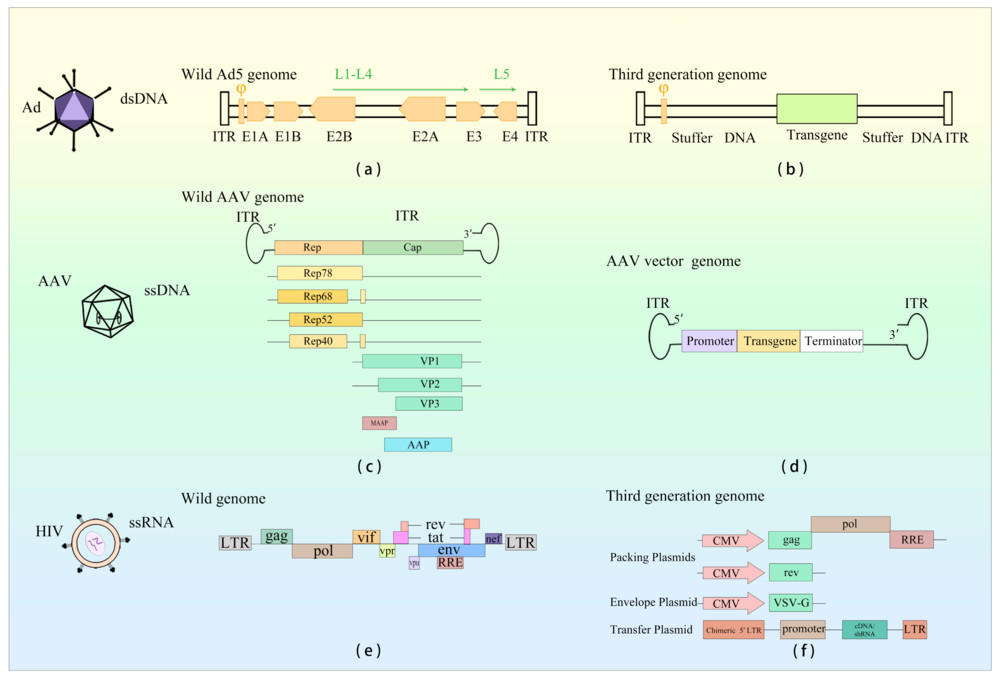 Schematic representation of the genomic architectures of Ad, AAV, and LV wild‑type viruses and their corresponding vector systems.