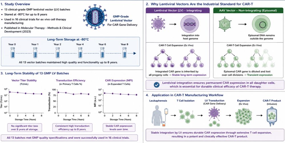 GMP‑grade lentiviral vectors enable stable and sustained transgene expression in CAR‑T cell production.