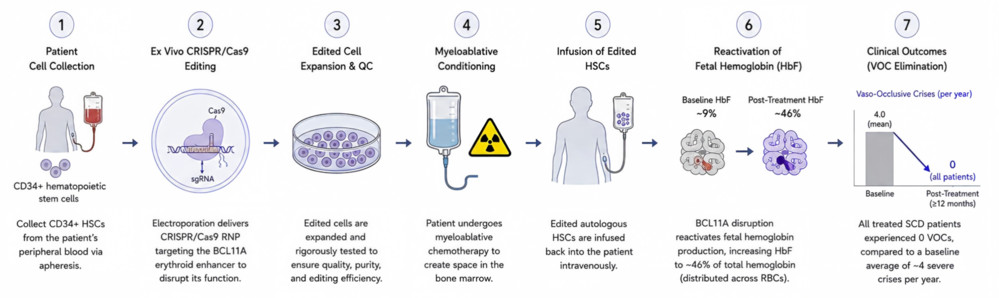 Figure 2. Ex vivo CRISPR/Cas9-mediated gene editing for the treatment of sickle cell disease.