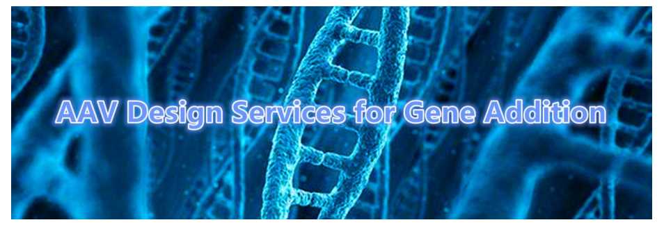 AAV Design Services for Gene Addition.