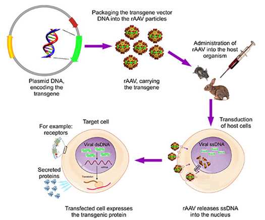 AAV-based Gene Therapy.