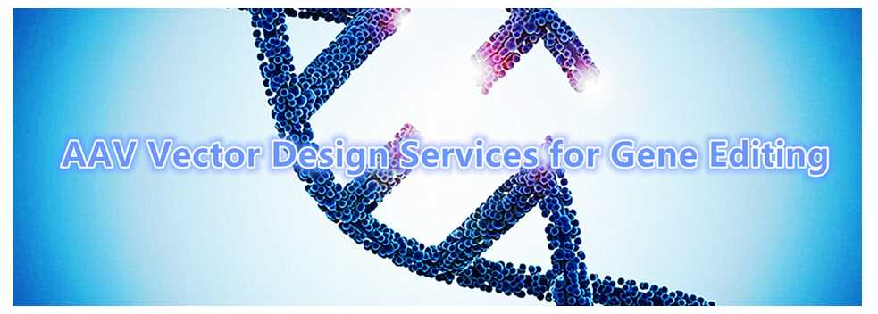 AAV Vector Design Services for Gene Editing.