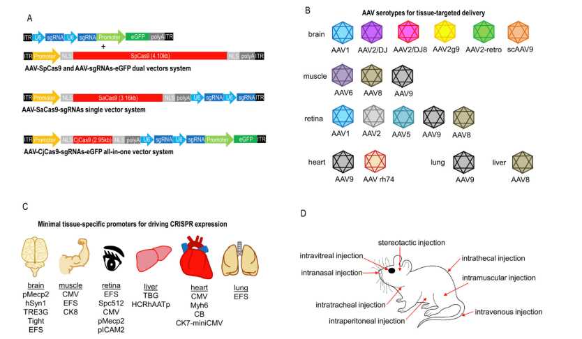 CRISPR/Cas9-based in vivo genome editing by using small Cas9 orthologues, different routes of AAV administration, tissue-specific minimal promoters, and AAV serotypes.
