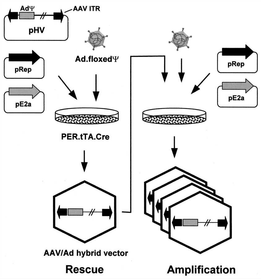 Diagram of rescue and amplification of high-capacity AAV/Ad hybrid vectors.