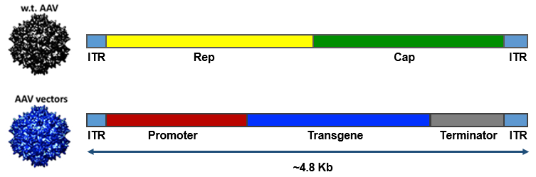 Schematic of the basic components of AAV vector