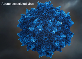 Adeno-associated Virus