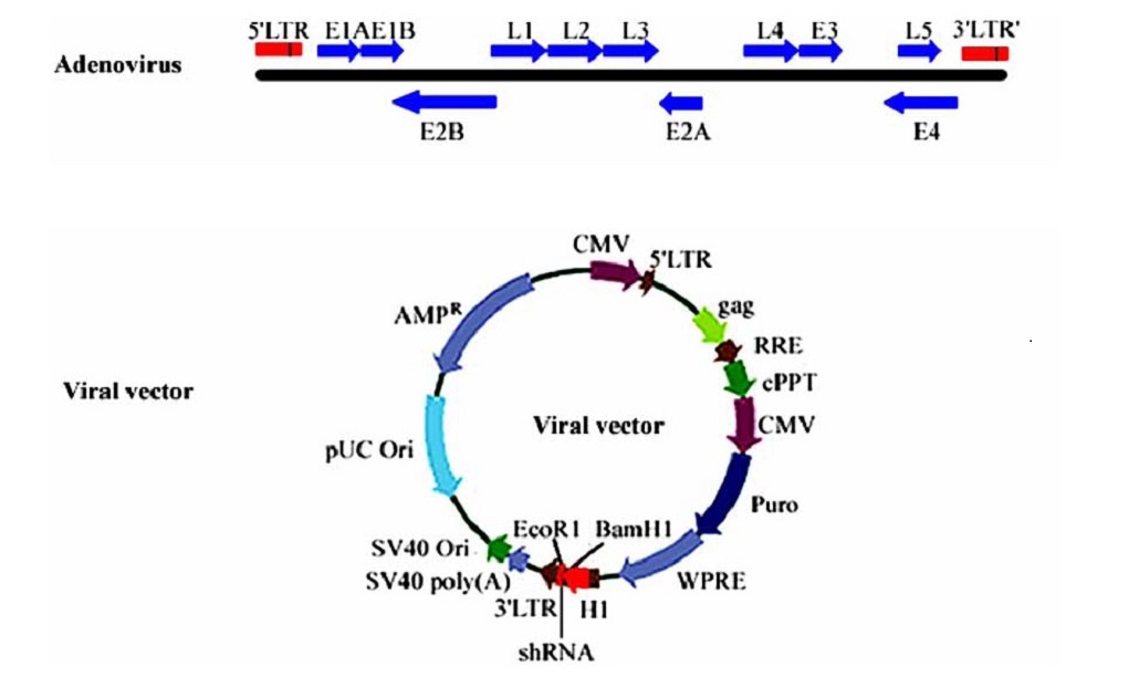 Genome structures of adenoviruses and schematic structure of adenoviral vector for shRNA.