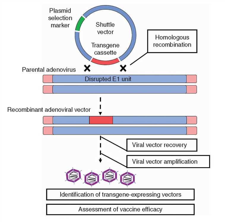 Development of adenoviral-vectored vaccines through homologous recombination.