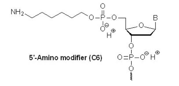 5' Amino modifier (C6).