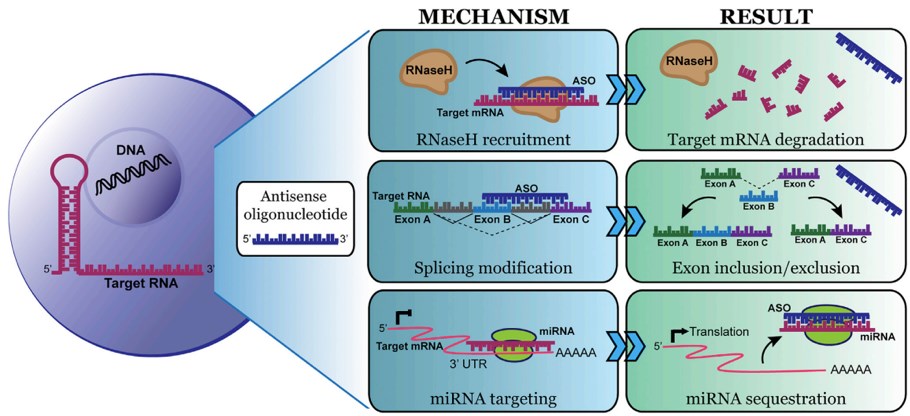 Common antisense oligonucleotide (ASOs) mechanisms of action
