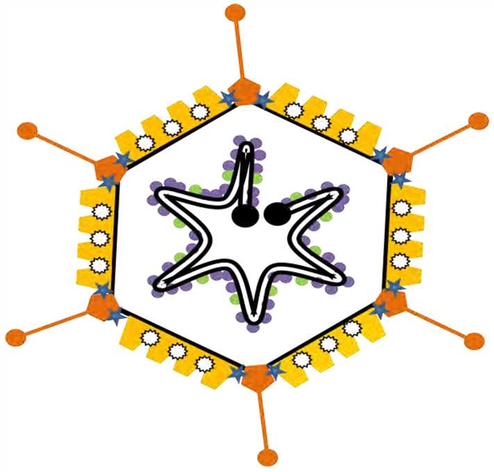 Adenovirus structure