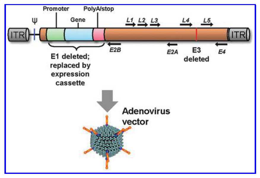 Schematic of a typical adenovirus gene transfer vector genome.