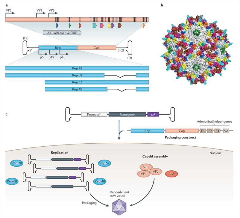 Adeno-associated virus (AAV) biology and variant generation. 