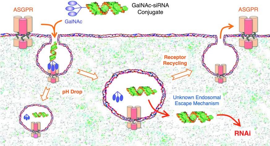 Delivery of GalNAc-siRNA conjugates into hepatocytes.