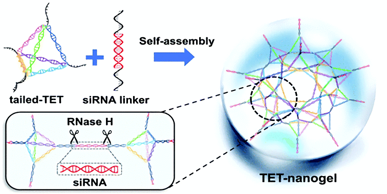 DNA tetrahedron-based nanogels for siRNA delivery.