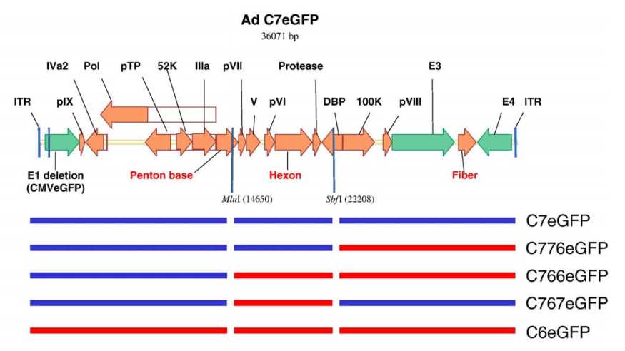 Construction of chimeric Ad vectors. (A map of the genome of the vector C7eGFP with the locations of the principal Ad protein-coding regions is shown.