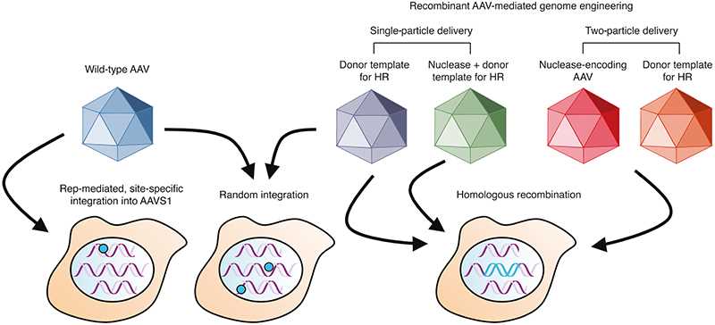 AAV integration into the human genome.