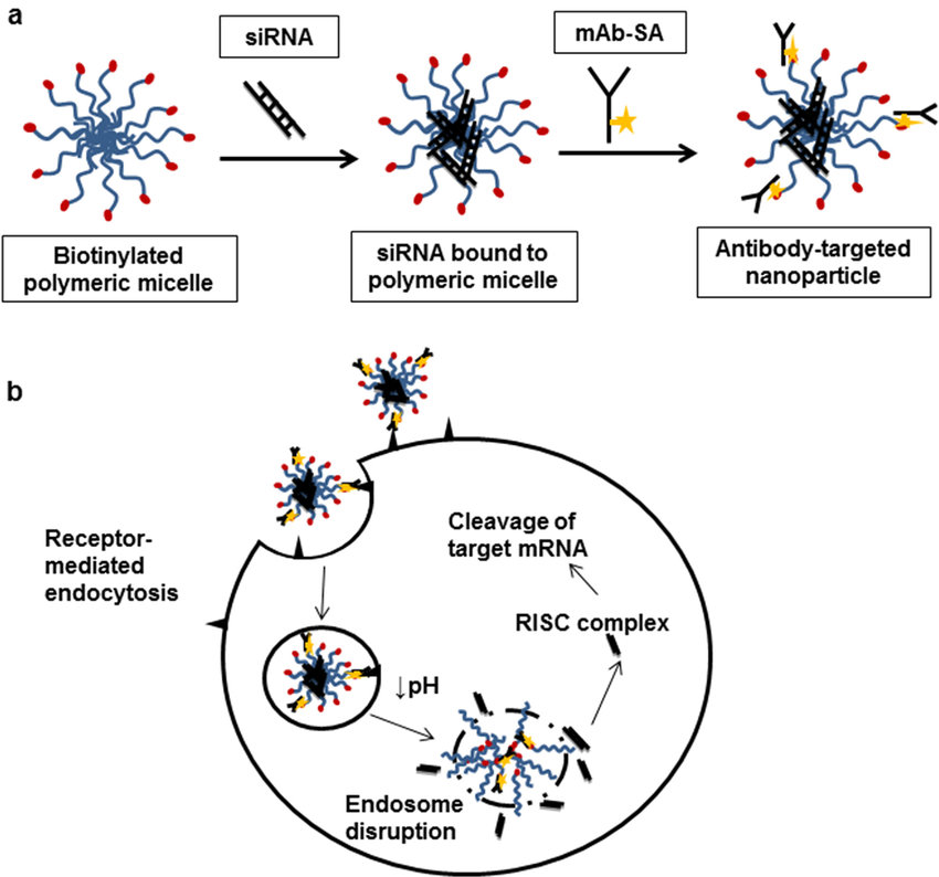 Antibody-targeted nanoparticle formation and intracellular siRNA delivery.
