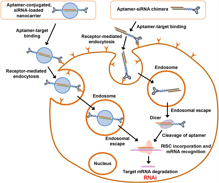Schematic illustration of the intracellular siRNA delivery to a target cell and RNAi machinery using aptamer–siRNA chimeras and aptamer-conjugated, siRNA-loaded nanocarriers.