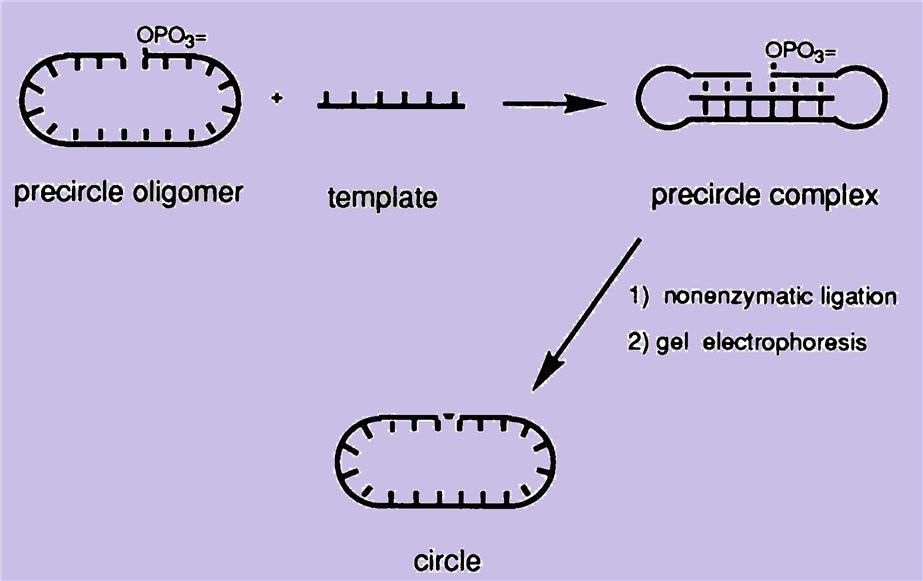 The strategy for forming triplex circular oligonucleotides.