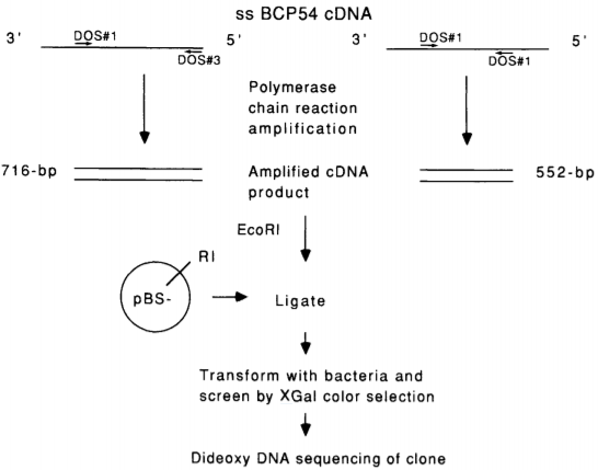 Amplification of cDNA using degenerate oligonucleotide sequence primers.