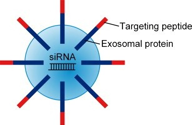 Custom Exosomes Service for RNAi