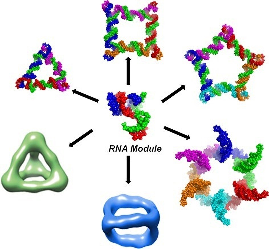 Custom Nucleic Acid Nanostructure Service for RNAi
