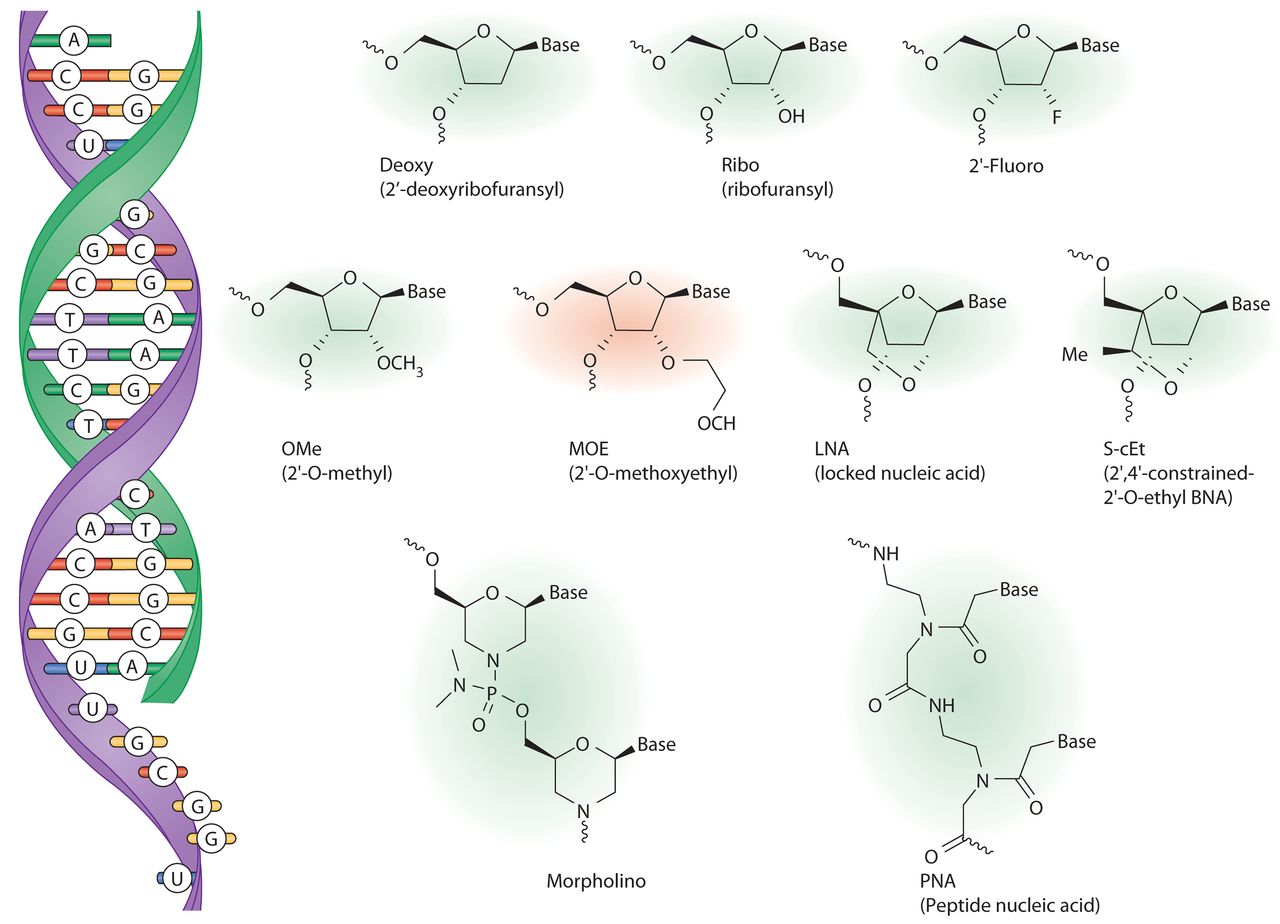 Nucleotide analogues used in antisense oligonucleotide drugs.