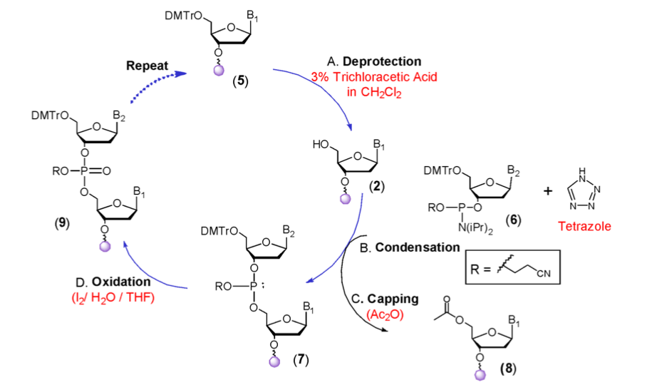 The Phosphoramidite Approach for Oligonucleotide Synthesis.